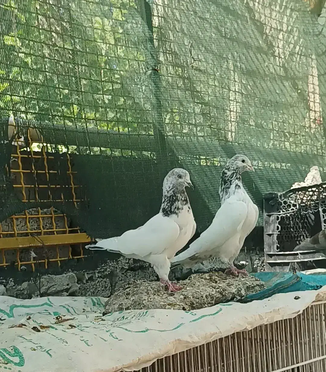 کبوتر گلدن کماندو|پرنده|ارزوئیه, |دیوار