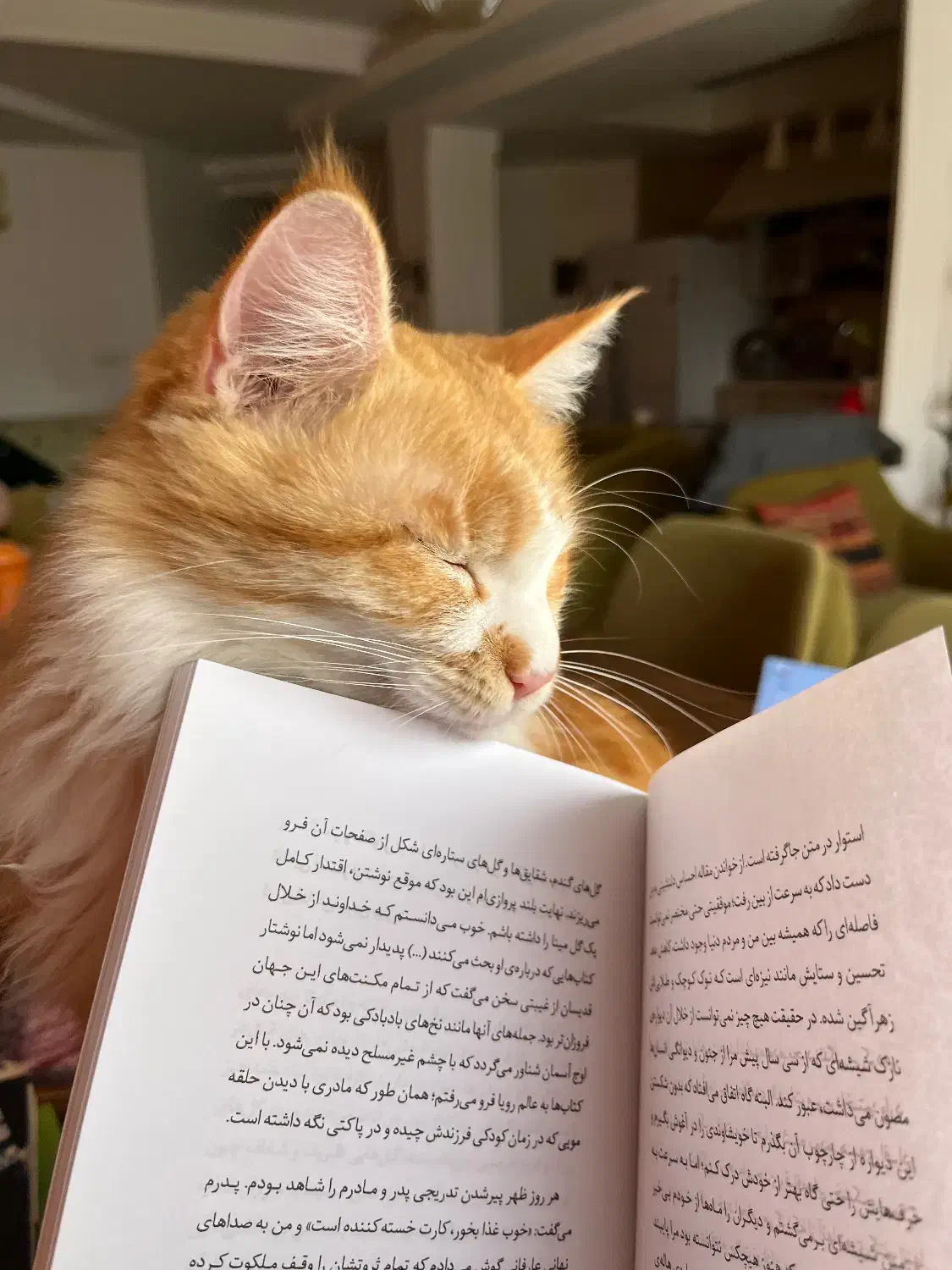 واگذاری گربه(لطفا در صورت داشتن شرایط تماس بگیرید)|گربه|ساری, |دیوار