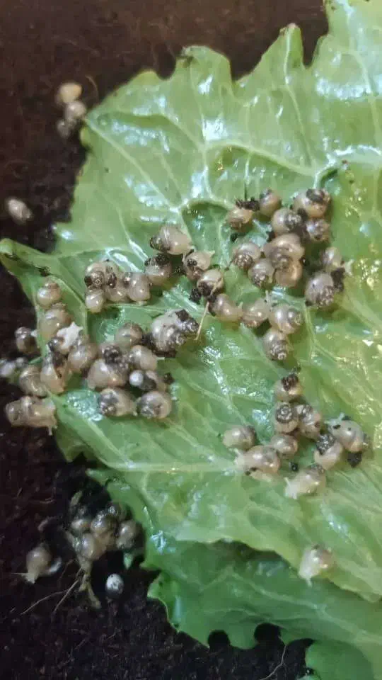 حلزون البینو کلاژن ساز|خزنده|اصفهان, سعادتآباد|دیوار