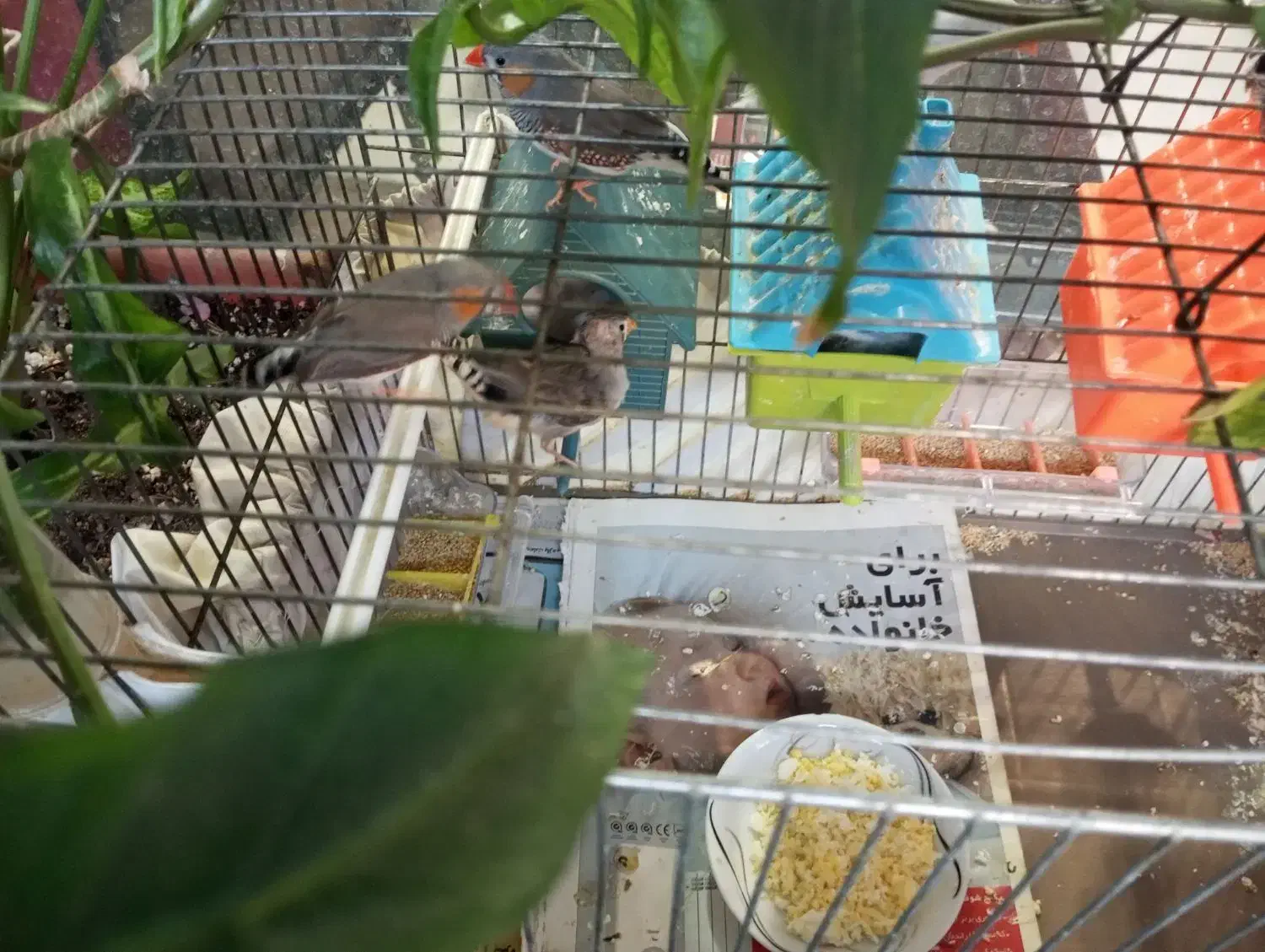 فنج جنس عالی|پرنده|قم, زنبیل آباد|دیوار