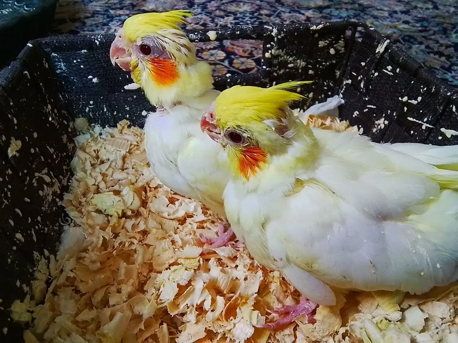 فروش|پرنده|تهران, خرمشهر|دیوار