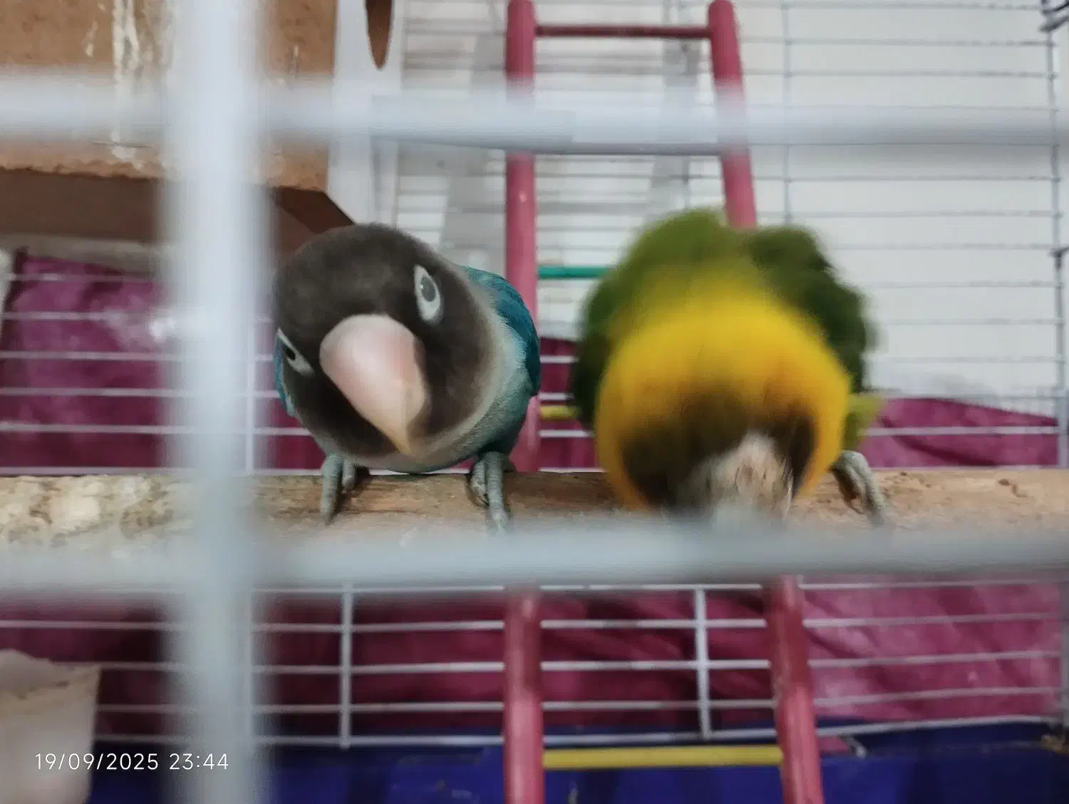 طوطی برزیلی|پرنده|خوی, |دیوار