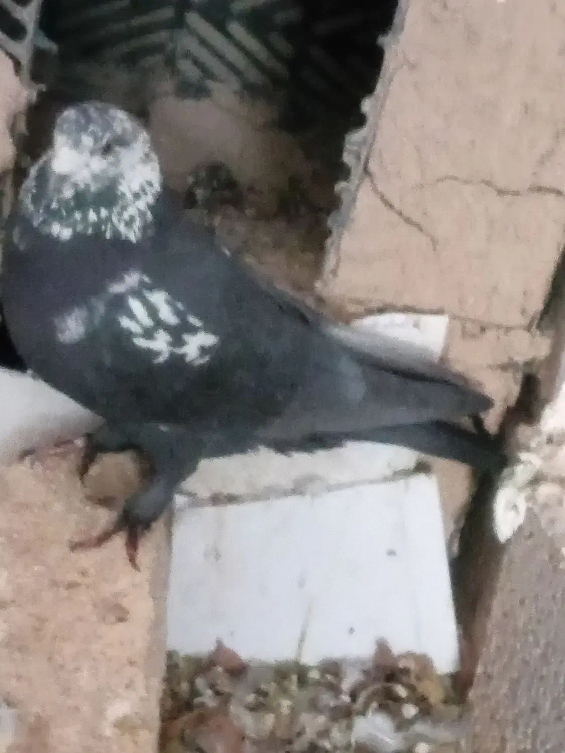 کبوتر|پرنده|شهرکرد, |دیوار