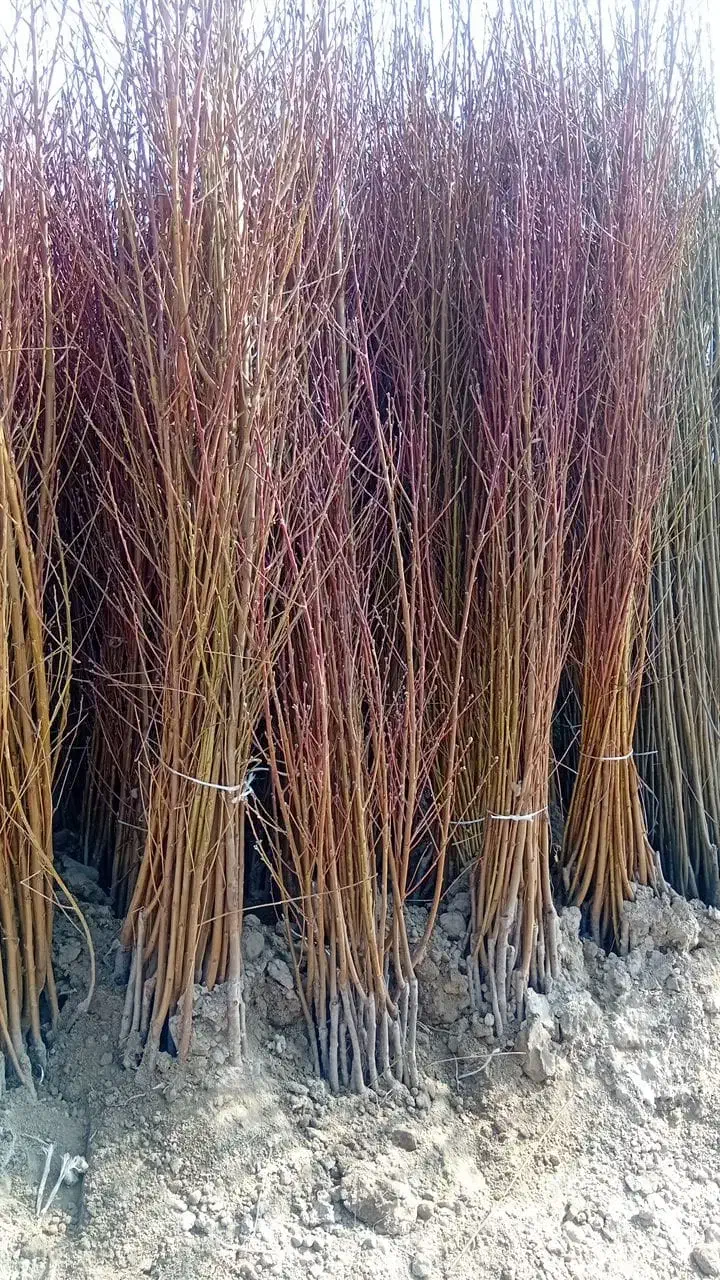 موجود نهال زود رس و دیررس|خدمات باغبانی و درختکاری|سنندج, |دیوار