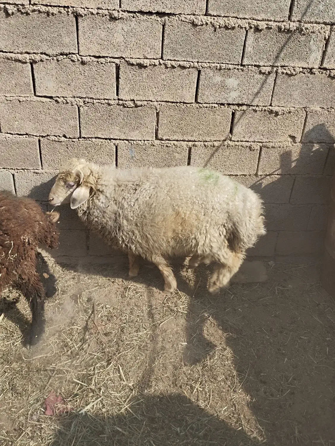 بره نره|حیوانات مزرعه|کارون, |دیوار