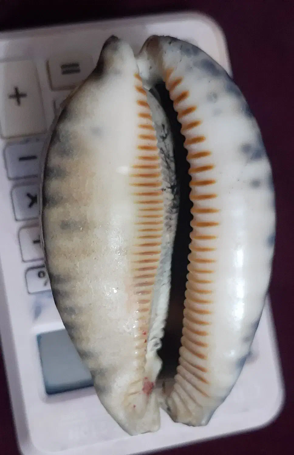 صدفهای بزرگ سنگی|صنایع دستی و سایر لوازم تزئینی|دماوند, مسکن مهر گیلاوند|دیوار