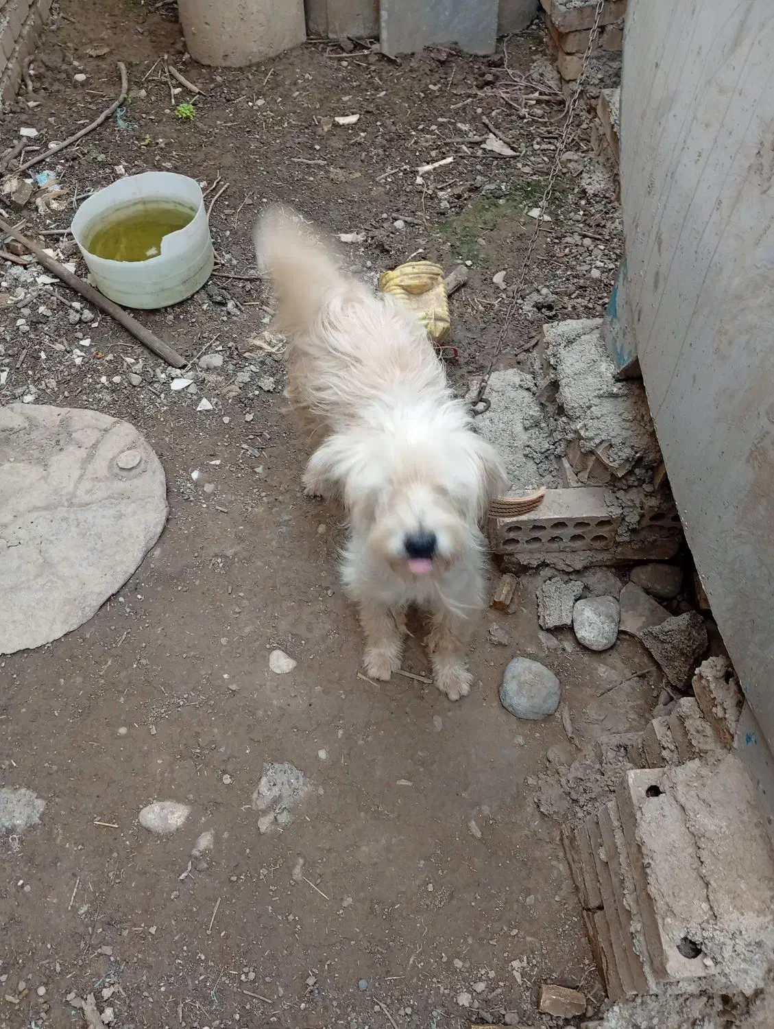 سگ معاوضه|سگ|خان ببین, |دیوار