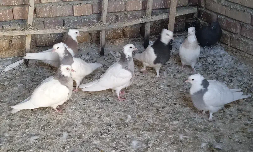 جوجه طوقی|پرنده|محمدبار, |دیوار