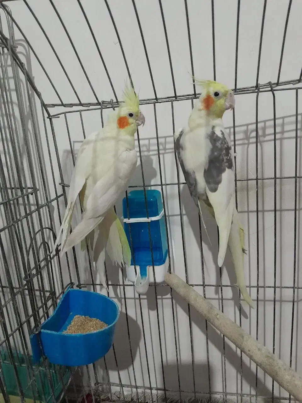 عروس هلندی|پرنده|تهران, هلال احمر|دیوار