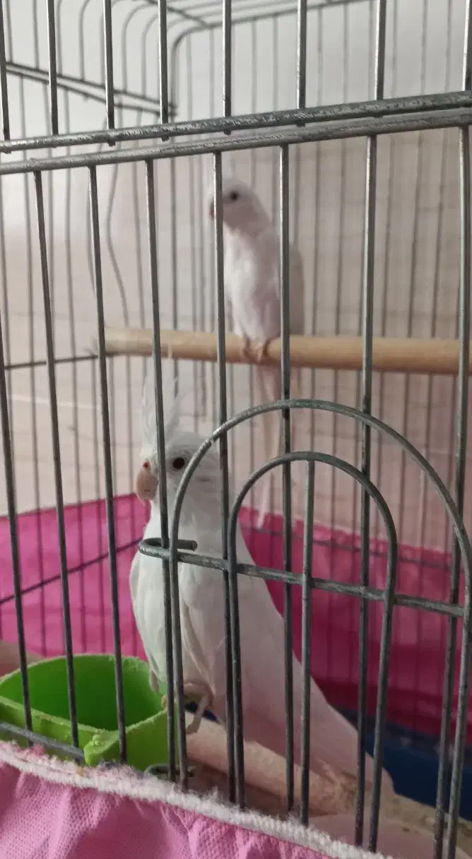 عروس هلندی|پرنده|شهریار, شهریار|دیوار