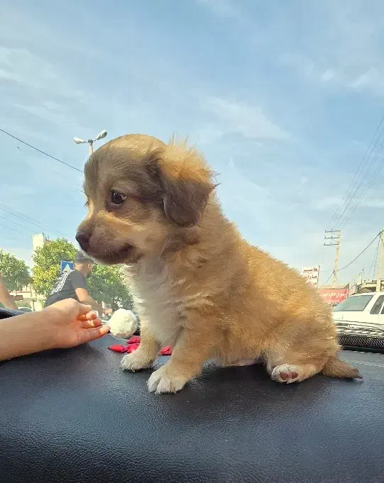 سگ مینیاتوری اپارتمانی نژاد شیتزو قیمت ۵ تومن|سگ|بندر امام خمینی, |دیوار