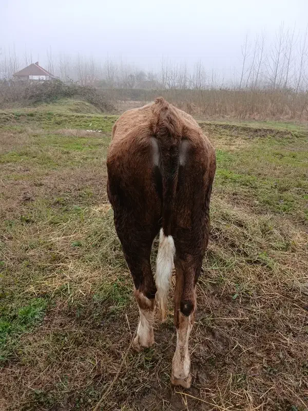 گاو|حیوانات مزرعه|رشت, پیله داربن|دیوار