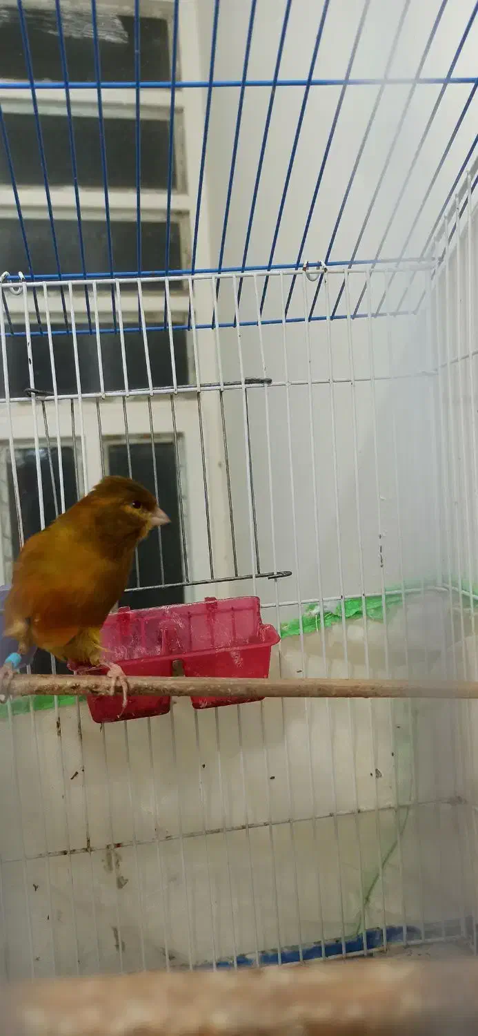 قناری نر|پرنده|کاکی, |دیوار