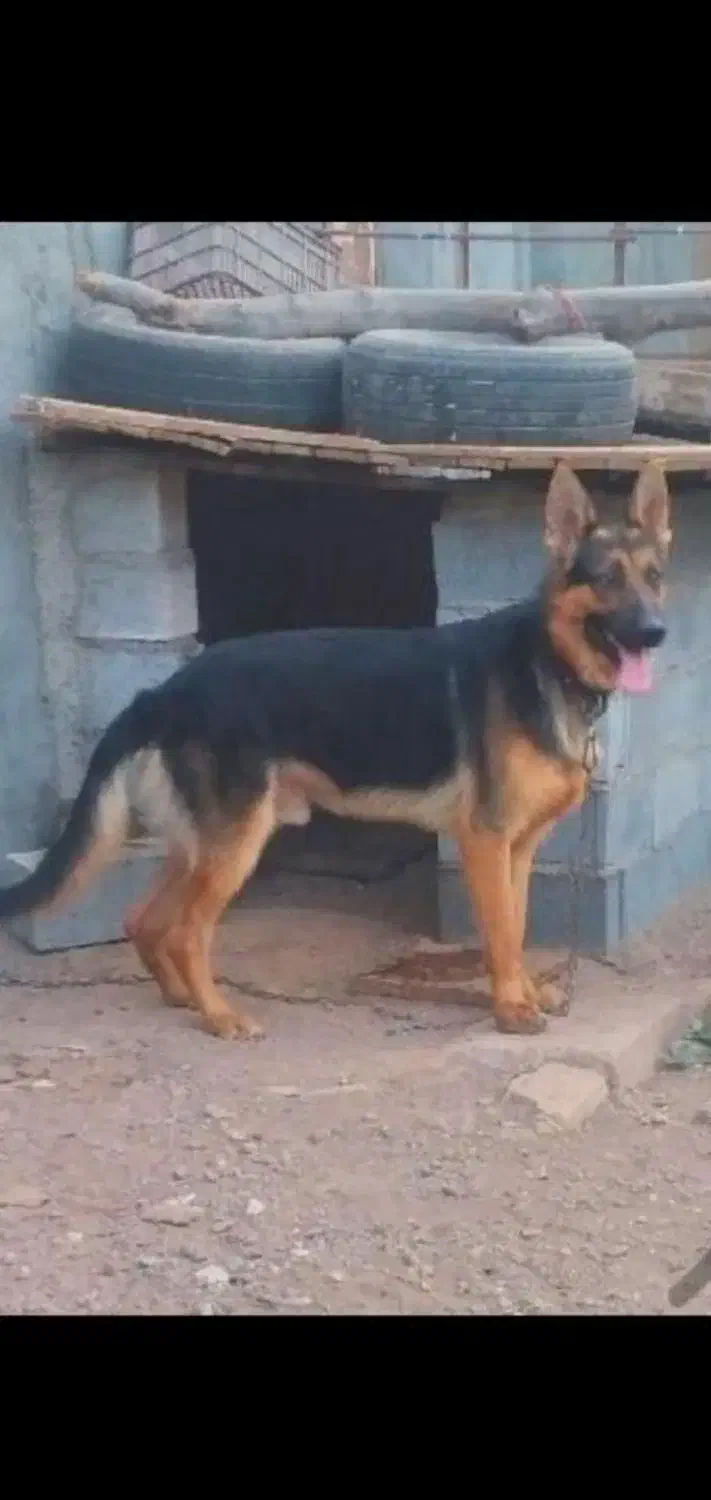 سگ ژرمن باورکینگ شولاین جهت معاوضه|سگ|قزوین, |دیوار