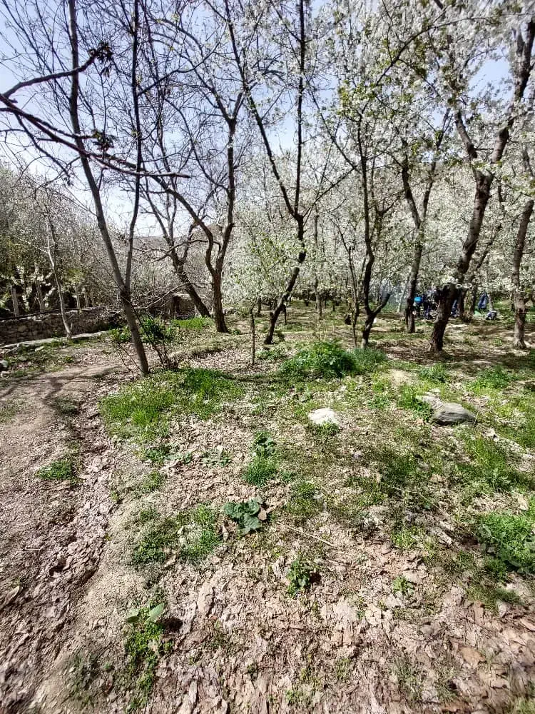 ۱۵۴۵ متر زمین باغ واقع در سنگان|فروش زمین و ملک کلنگی|تهران, جنتآباد شمالی|دیوار