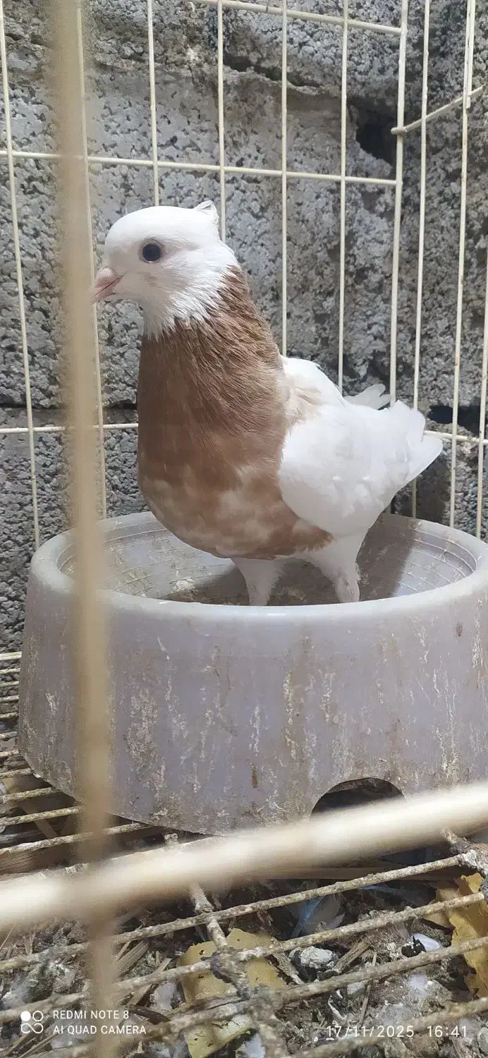 کبوتر طوقی پنج جفت|پرنده|آبپخش, |دیوار