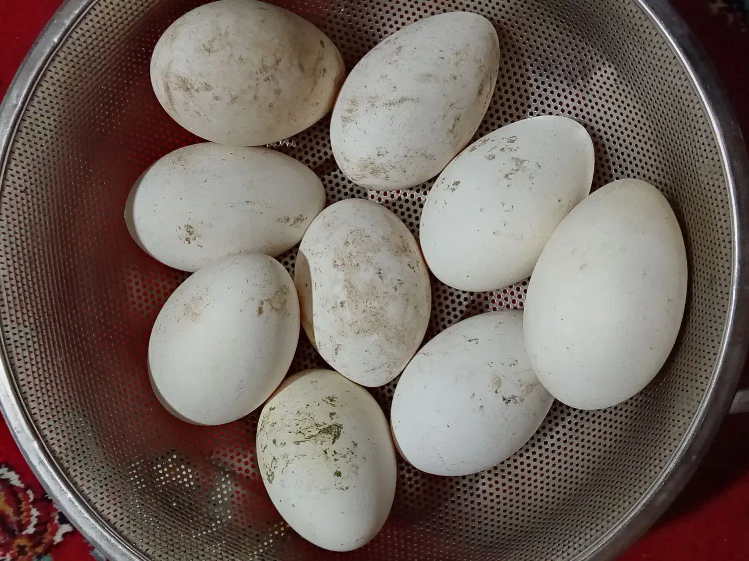 تخم غاز|حیوانات مزرعه|کوه چنار, |دیوار