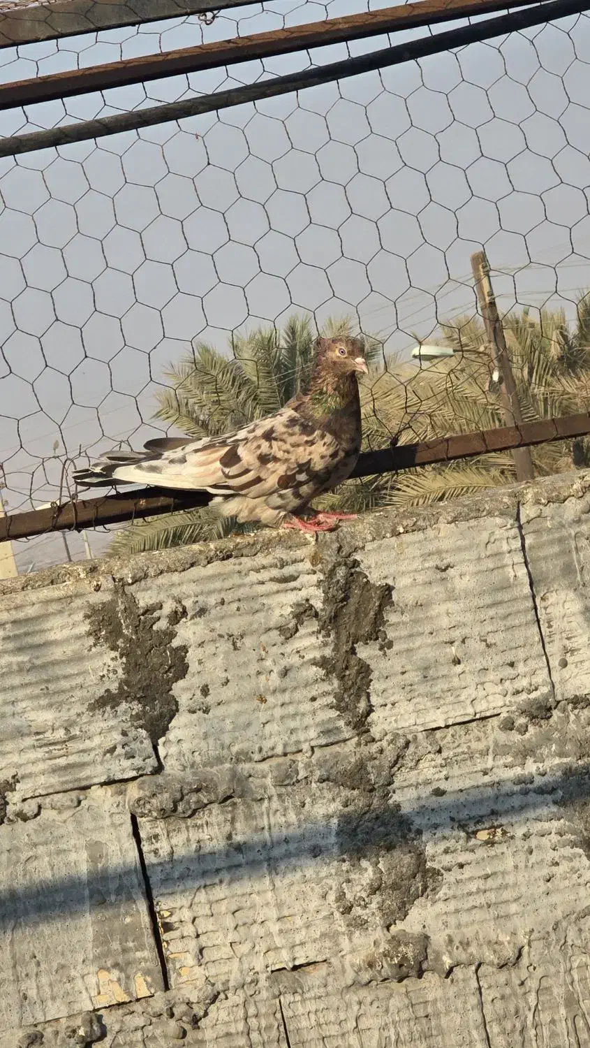 کبوتر جفت کنی|پرنده|بندرعباس, |دیوار