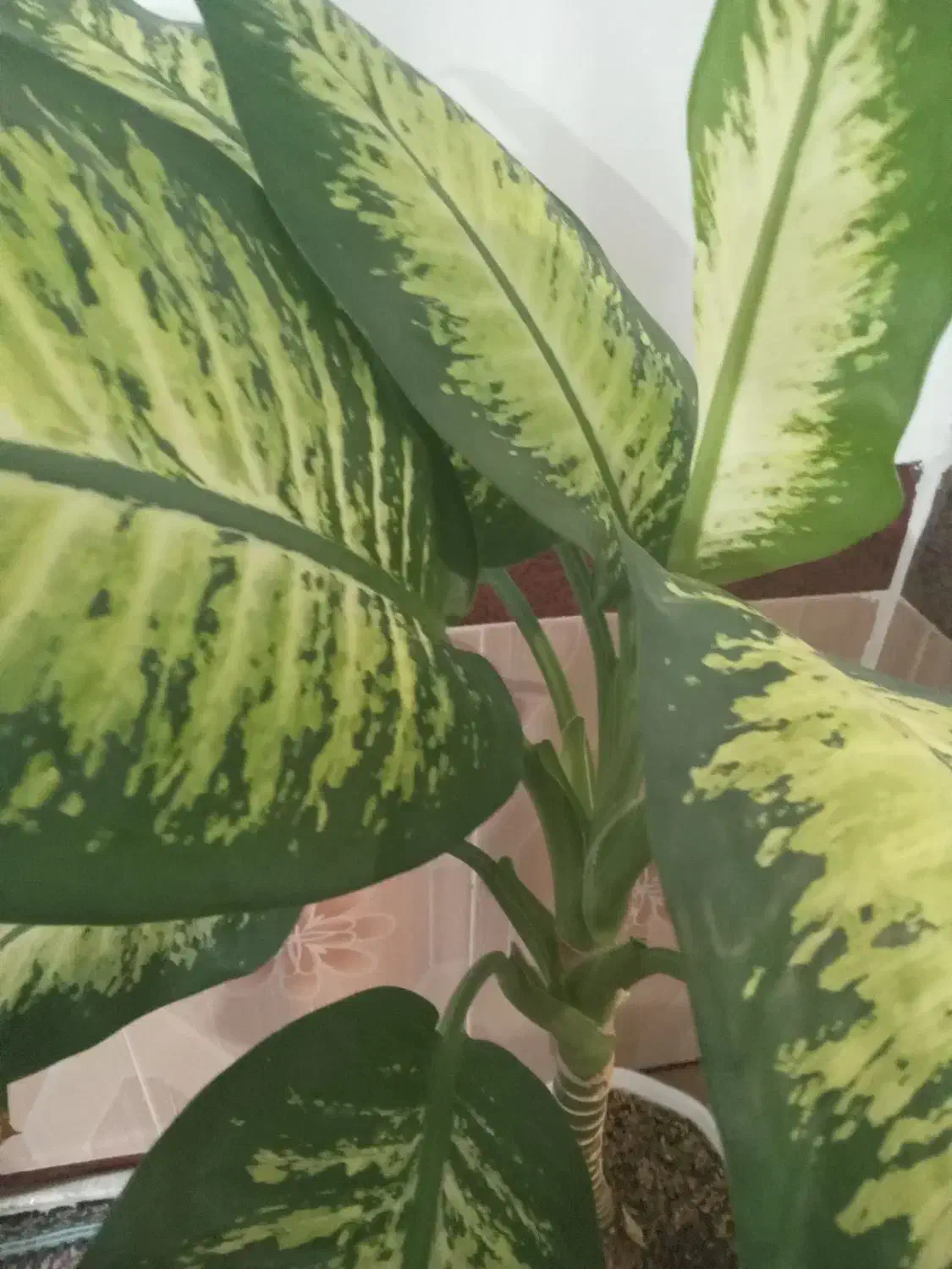 گل (دی فِن باخیا)|گل و گیاه طبیعی|عجب شیر, |دیوار