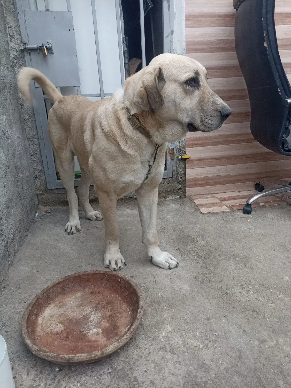 سگ پژدر|سگ|گرگان, |دیوار