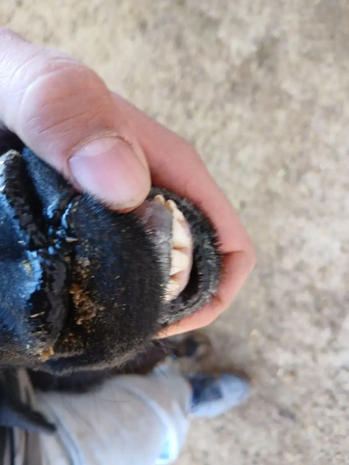 قوچ بره تازه دندون عوض کرده به شرط اطل نژاد سیاه|حیوانات مزرعه|آبیک, |دیوار