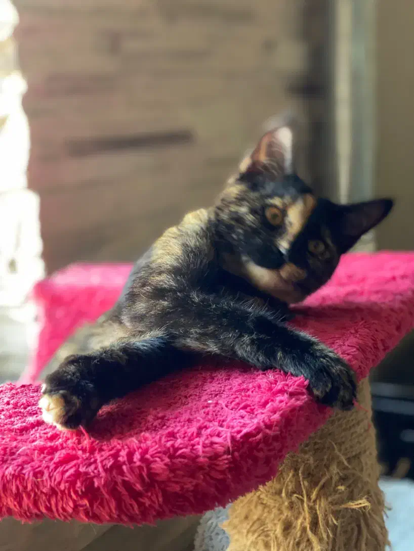 واگذاری گربه ۴ماهه|گربه|رشت, سعدی (تختی)|دیوار