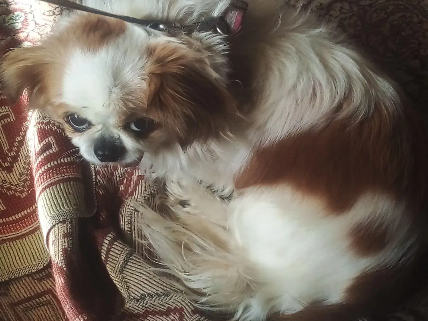 سگ شیواوا|سگ|سبزوار, قصبه غربی|دیوار