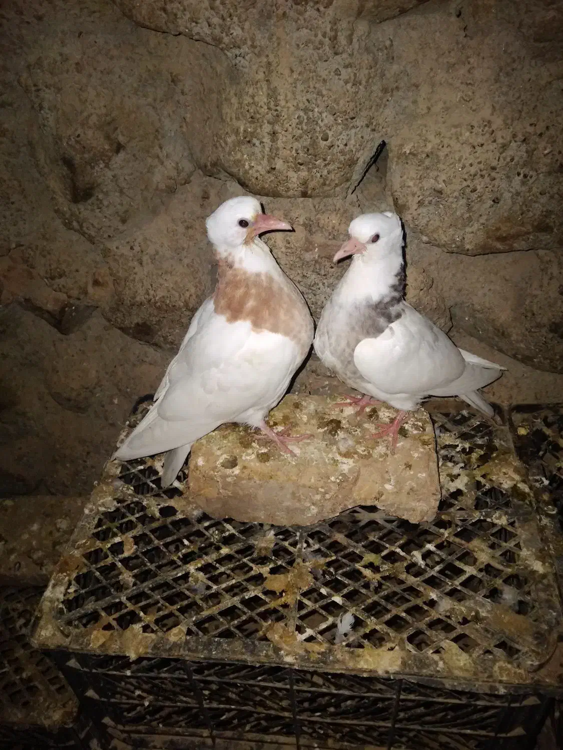 کفتر|پرنده|جوین, |دیوار