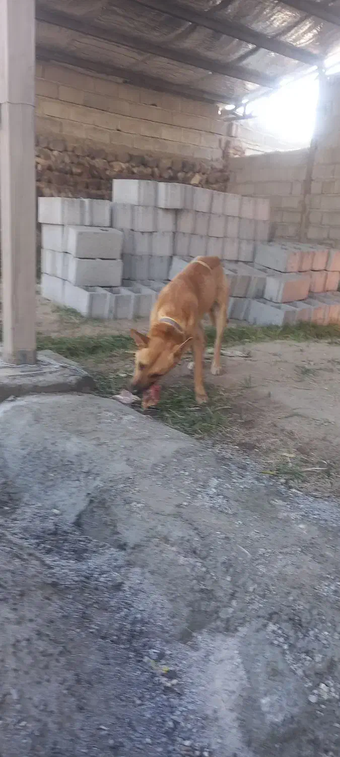 سگ نگهبان|حیوانات|اسکو, |دیوار