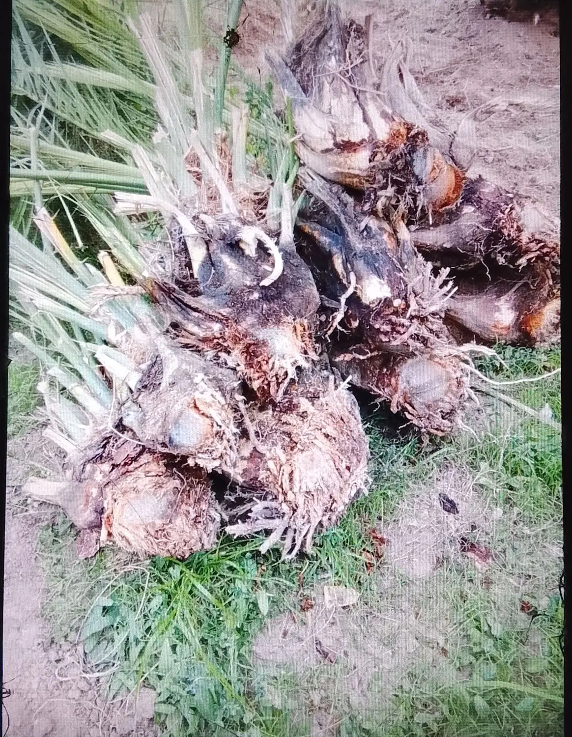 جونگ درخت|گل و گیاه طبیعی|نرماشیر, |دیوار