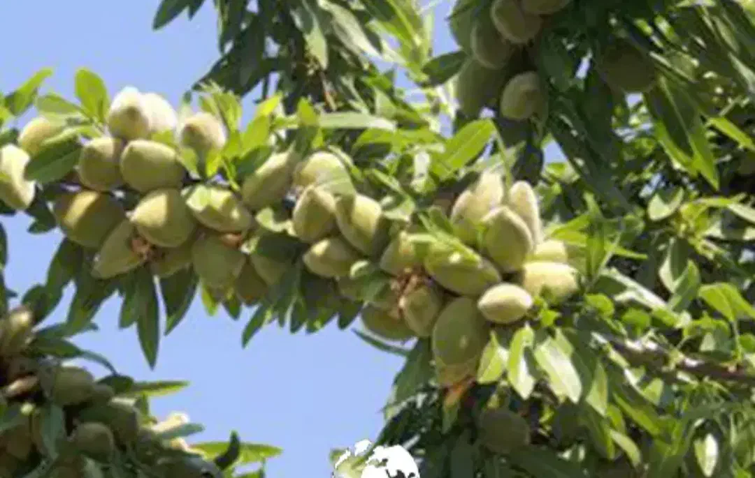 فروش زمین کشاورزی|فروش دفتر صنعتی، کشاورزی، تجاری|اصفهان, شاهزاده ابراهیم|دیوار