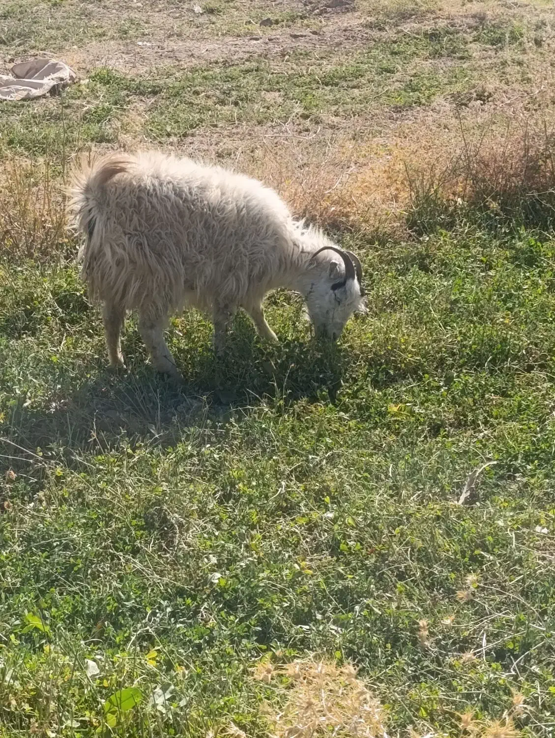 بز کره بز اوست سنگین|حیوانات مزرعه|کرمان, |دیوار