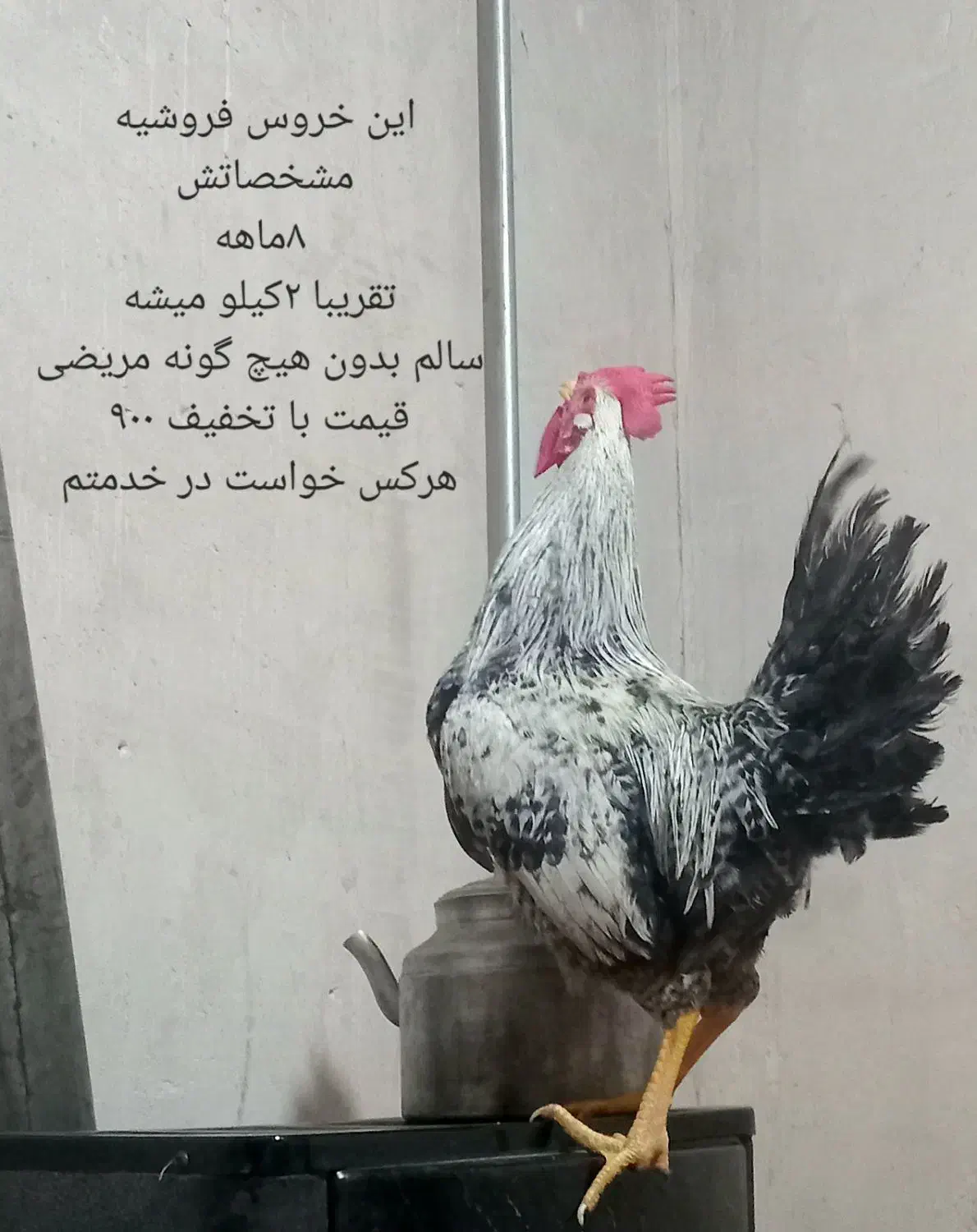 گمشده|حیوانات|اهر, |دیوار