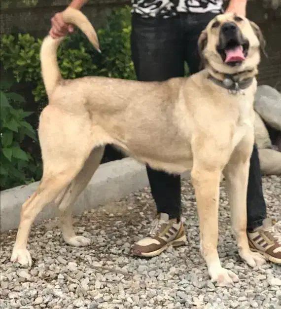 سگ ماده سرابی|سگ|شهریار, شهرک شاهد|دیوار