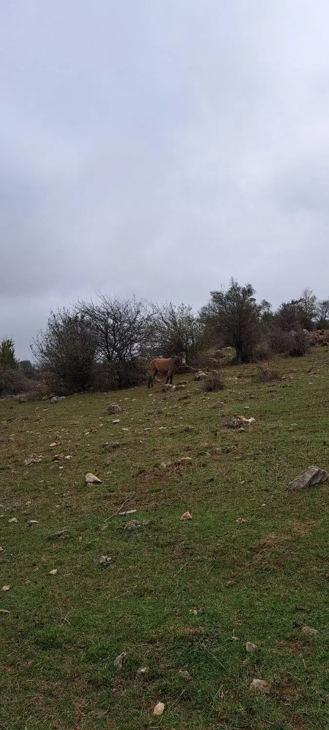 اسب|اسب و تجهیزات اسب‌سواری|مینودشت, |دیوار