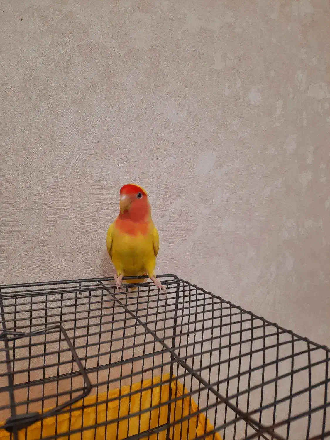 طوطی برزیلی|پرنده|تهران, گرگان|دیوار