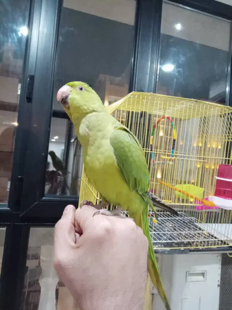 طوطی ملنگو جوان|پرنده|اهواز, کوروش|دیوار