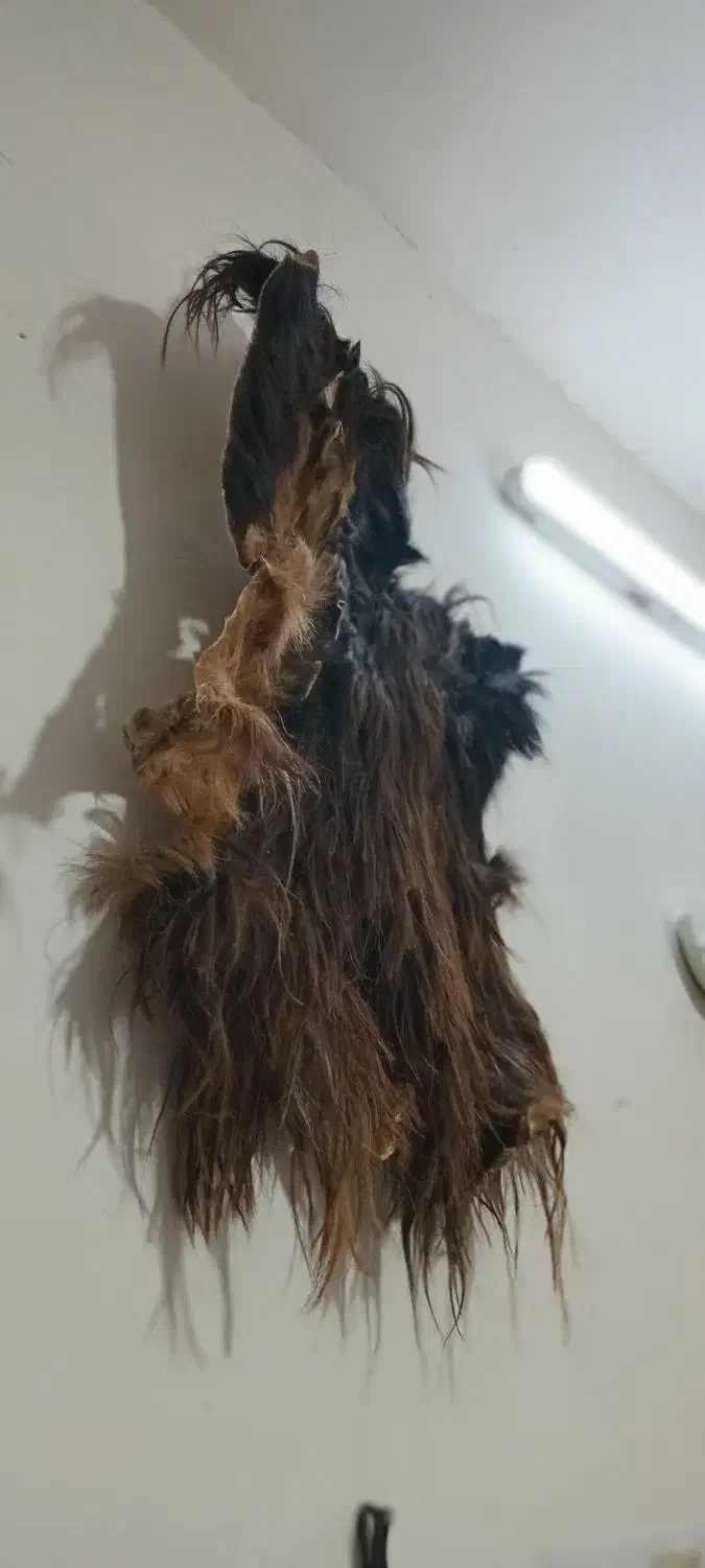 پوست بز|کلکسیون و سرگرمی|خور (اصفهان), |دیوار