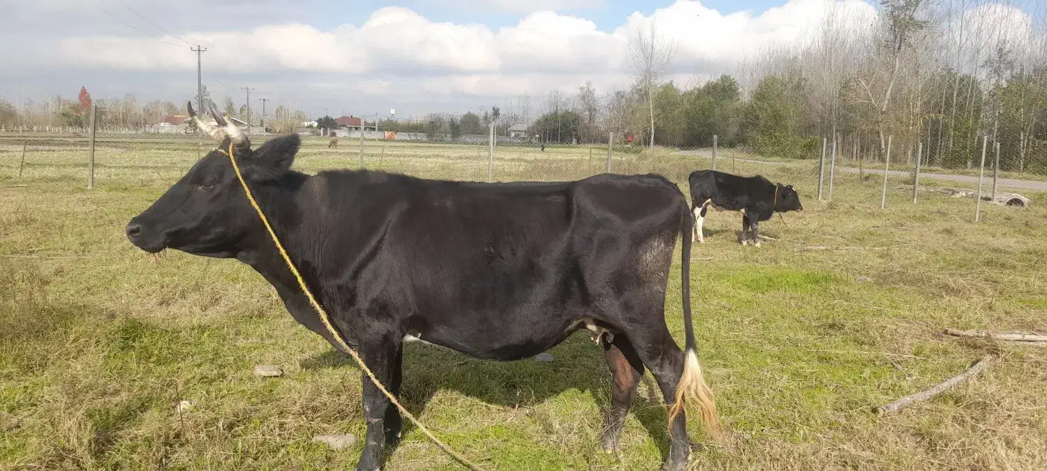 گاو چالوسی  دورگ حامله|حیوانات مزرعه|سنگر, |دیوار