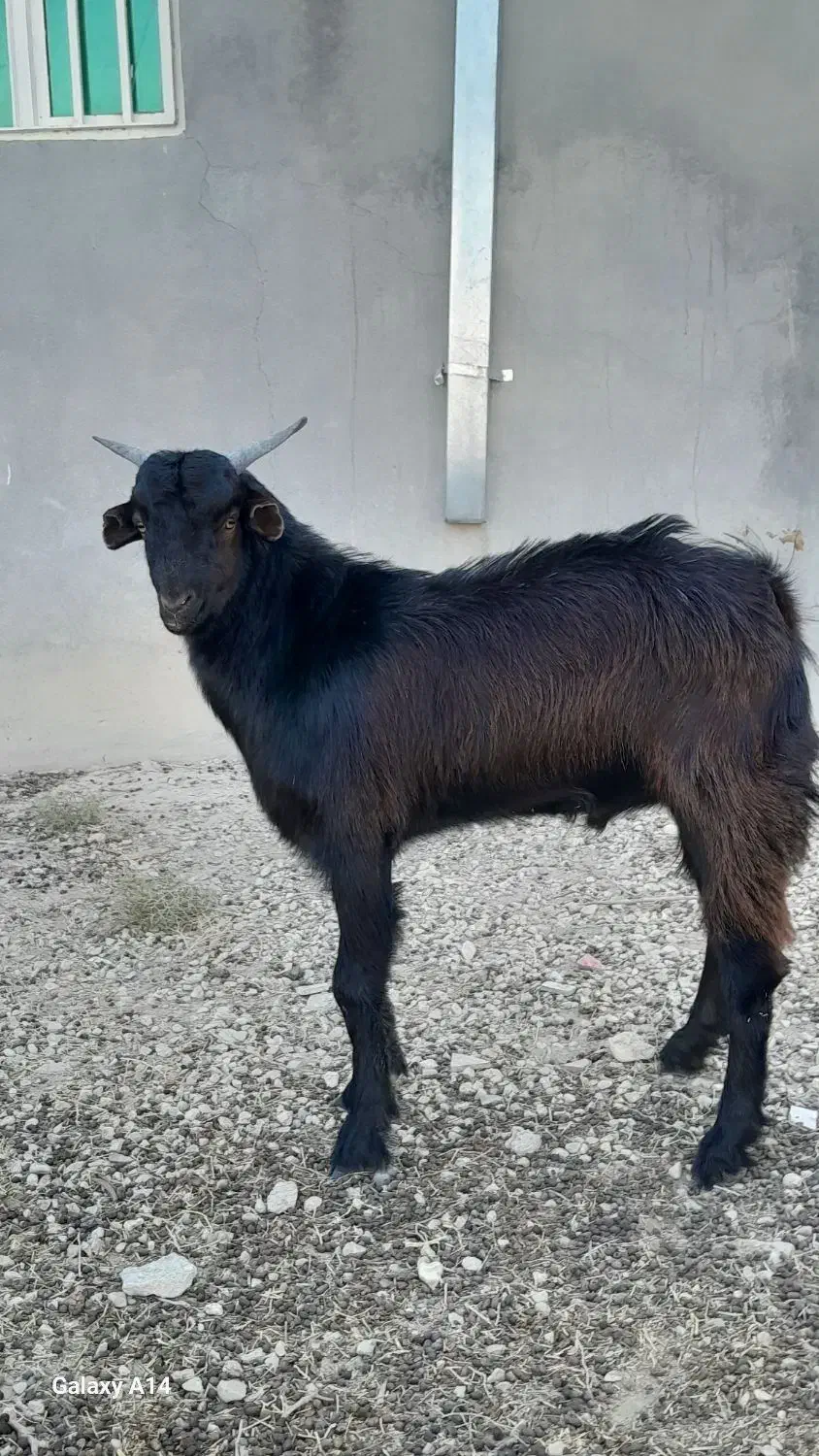 فروش کهره نر جوان|حیوانات مزرعه|لامرد, |دیوار