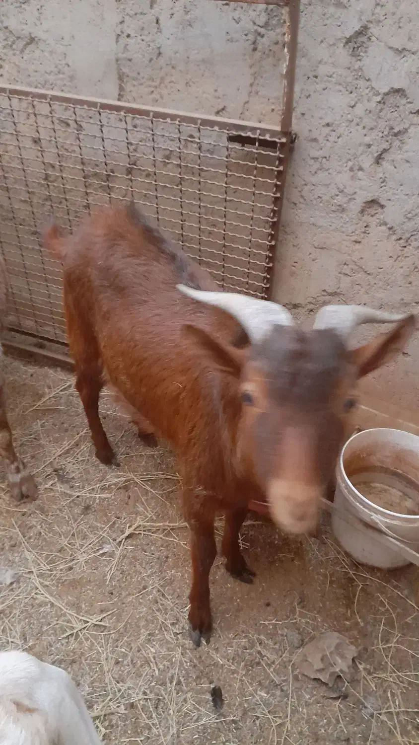 کره چپش|حیوانات مزرعه|اردکان, |دیوار