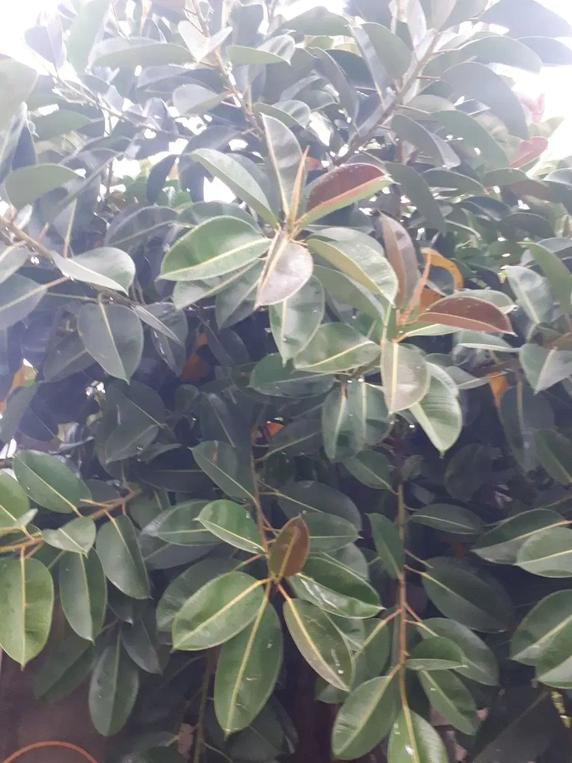 درخت ۵متری فیکوس الاستیکا ابلق|گل و گیاه طبیعی|سرخرود, |دیوار