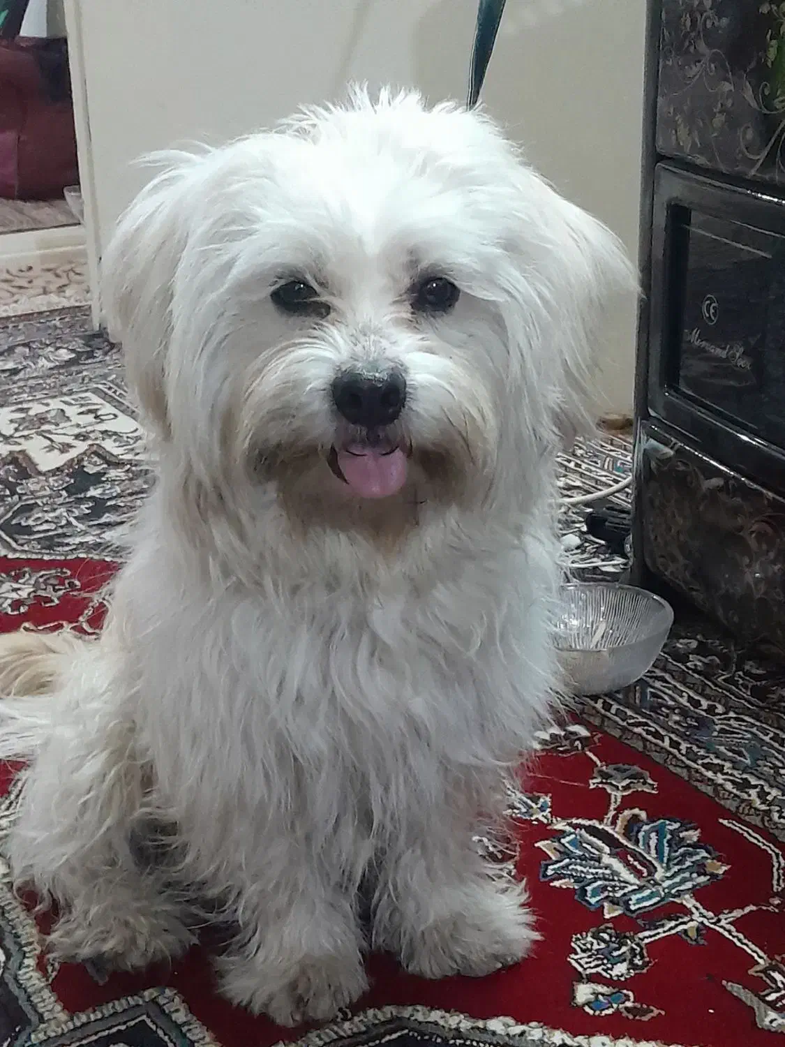 سگ شیتزو|سگ|تهران, اسفندیاری|دیوار