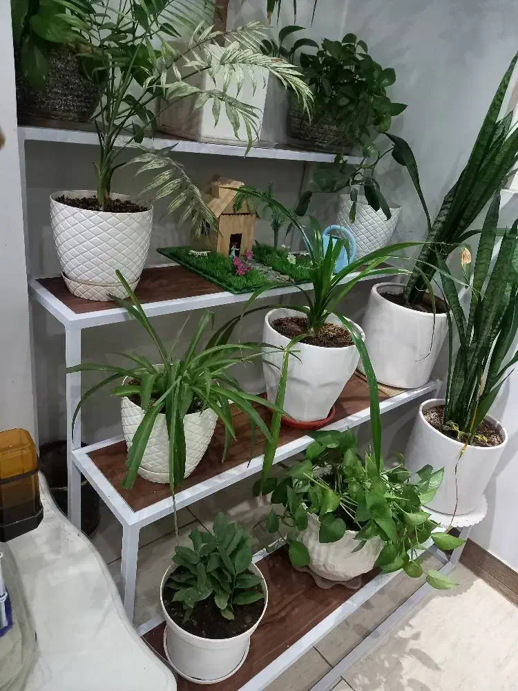 استند ۴ پله|گل و گیاه طبیعی|قدس, شهر‌قدس|دیوار