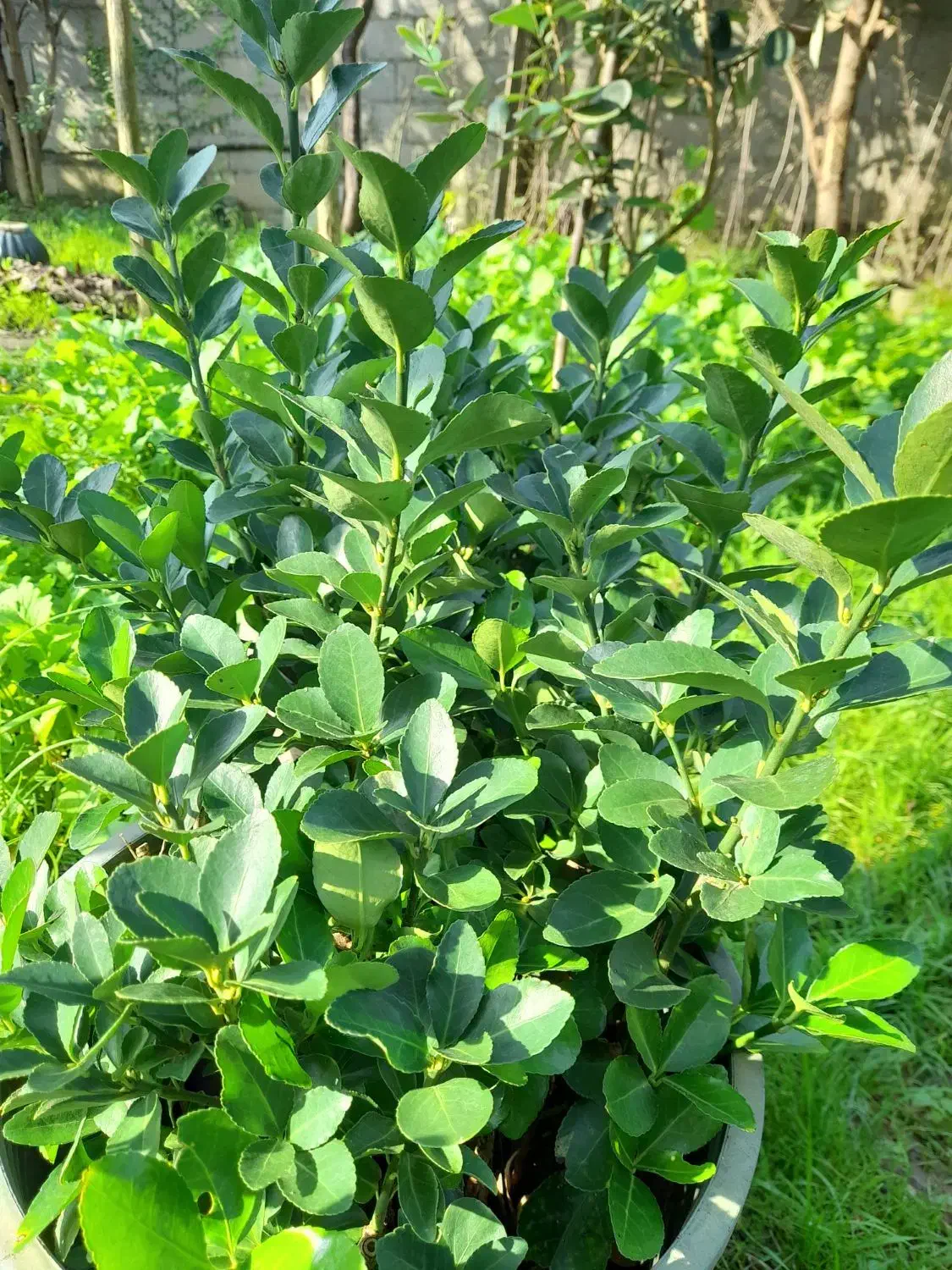 شمشاد|خدمات باغبانی و درختکاری|پیربازار, |دیوار