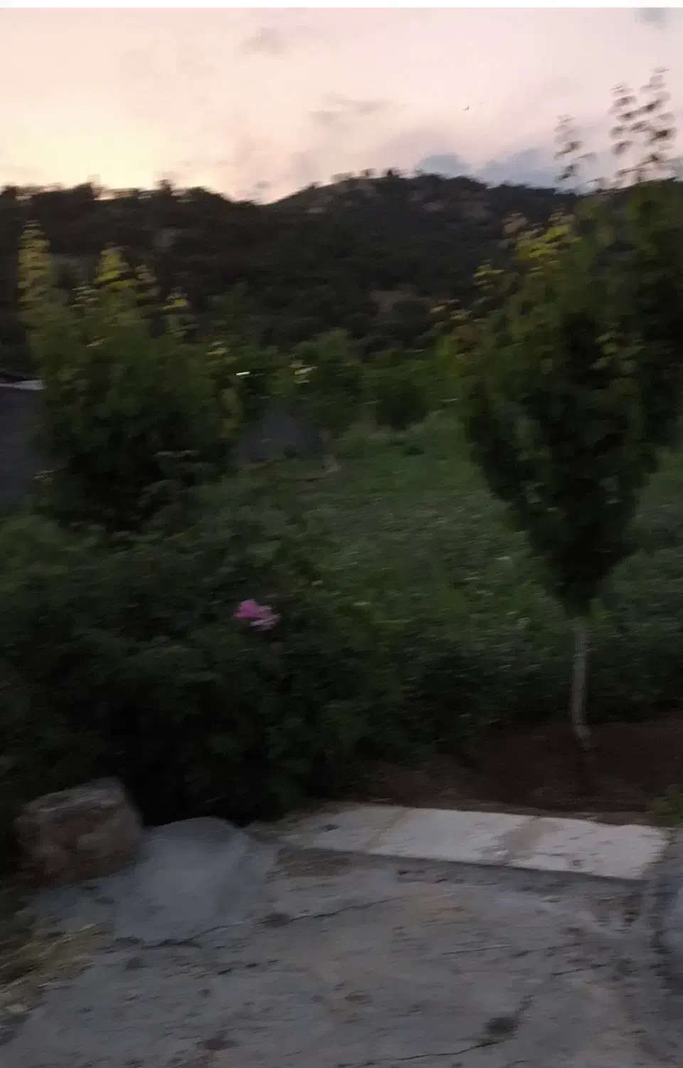 فروش باغ|فروش خانه و ویلا|خاو و میرآباد, |دیوار