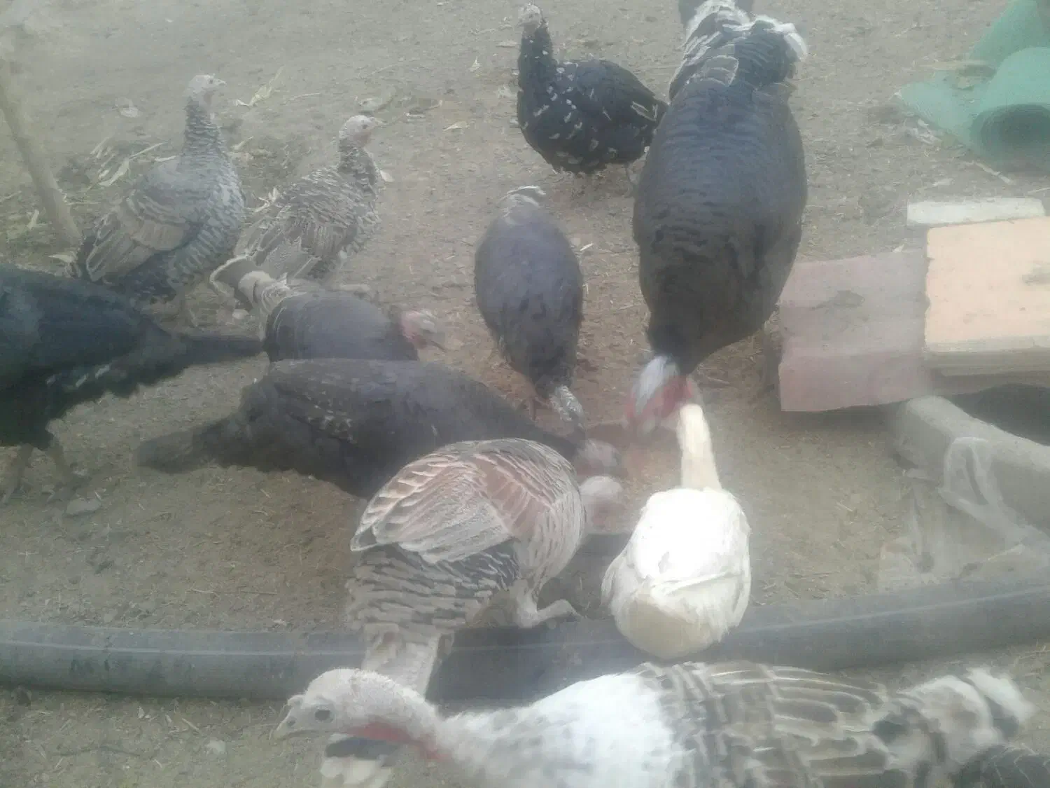 فروش بوقلمون واردک|حیوانات مزرعه|فلاورجان, |دیوار