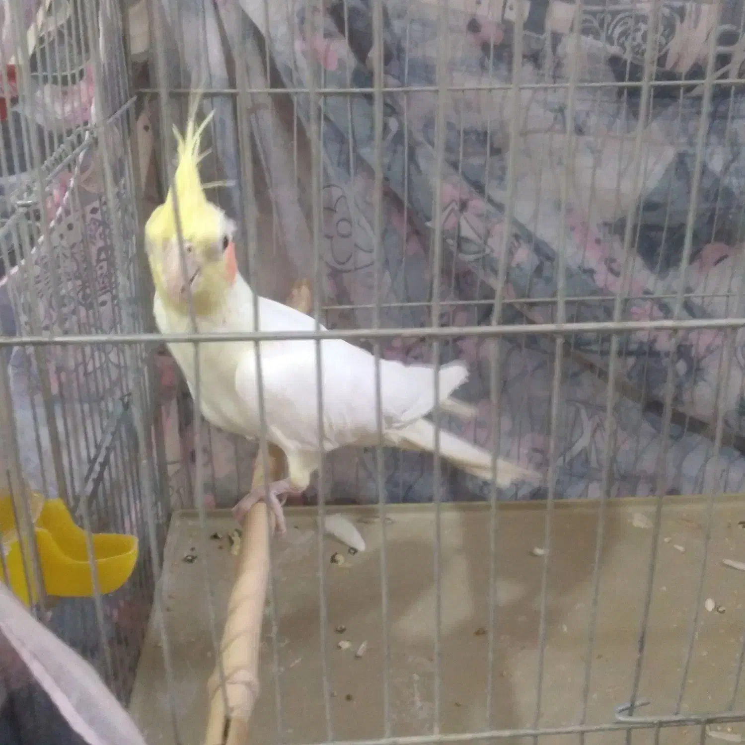 عروس هلندی|پرنده|سبزوار, قلعه‌نو دهزار|دیوار