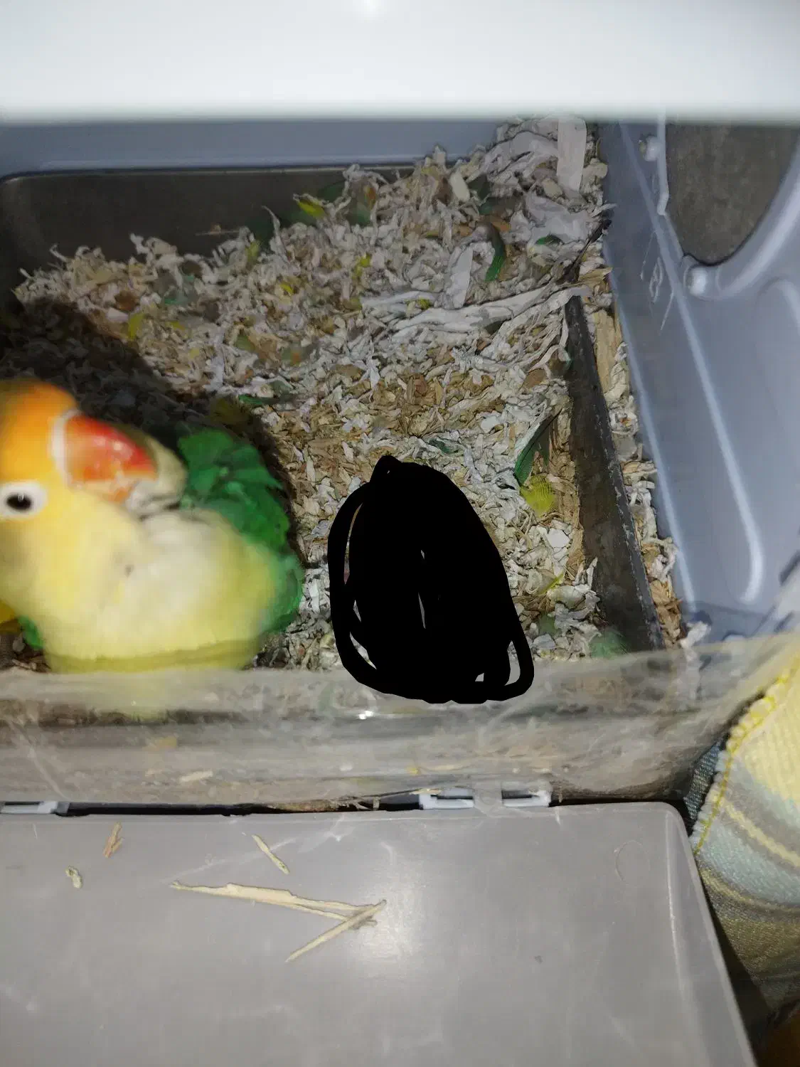 طوطی برزیلی (کوتوله) ماده|پرنده|فولادشهر, C7|دیوار