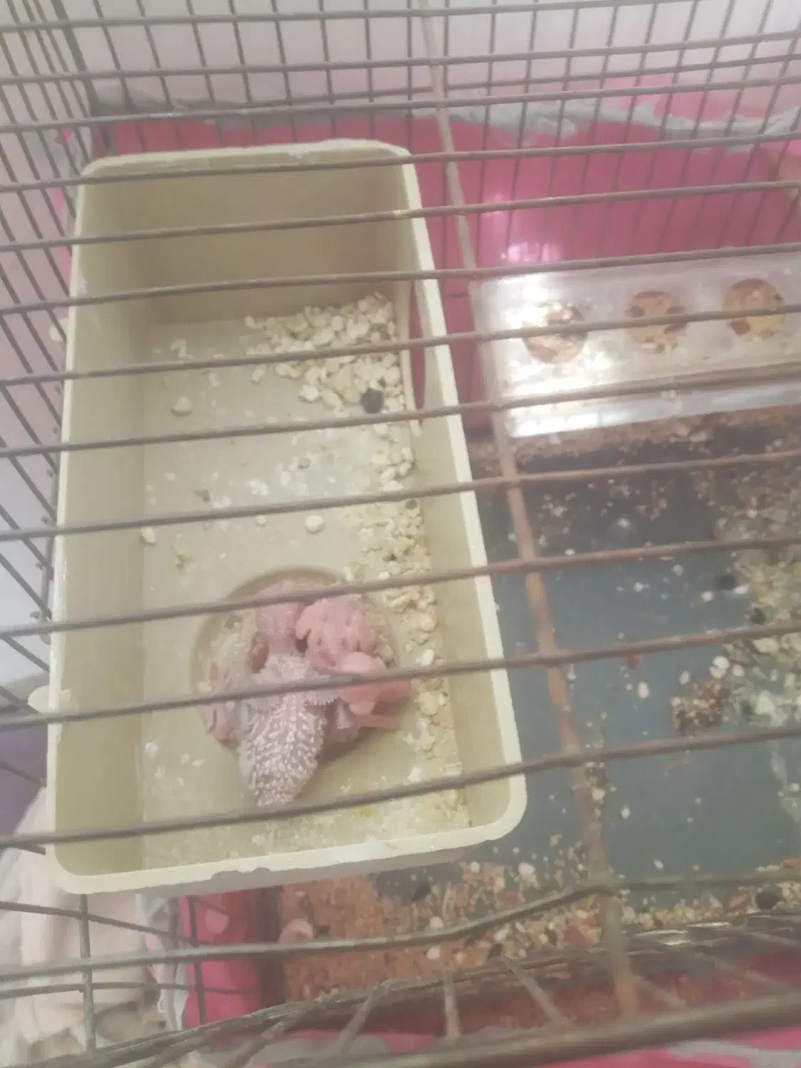 طوطی مرغ عشق باجوجه|پرنده|شریف‌آباد, |دیوار